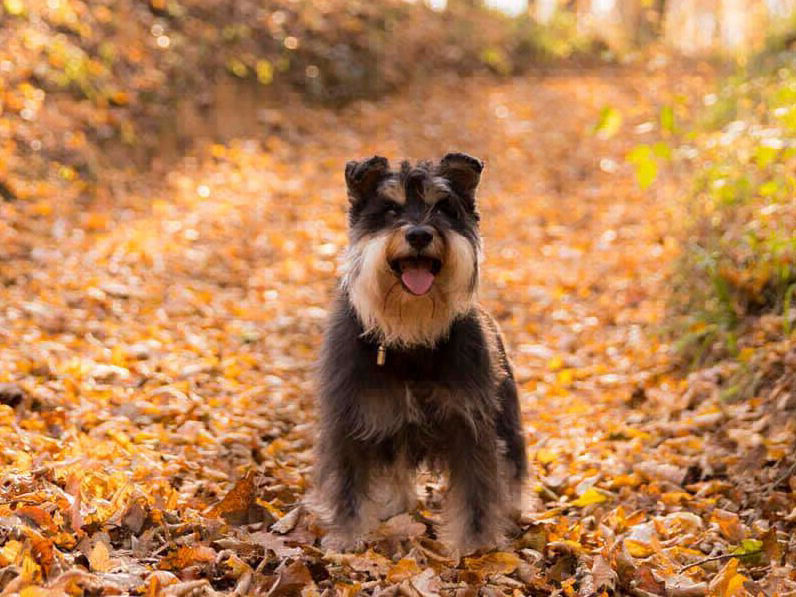 Terenski kurs, Nikolina Osmić, pas u šumi, jesen